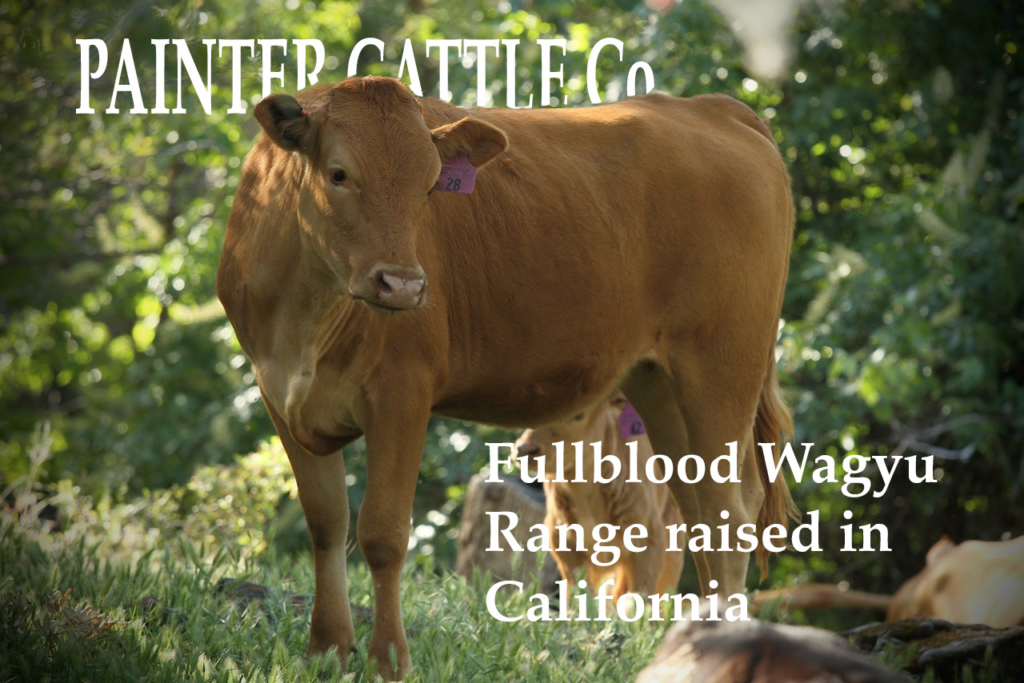 red fb heifer words